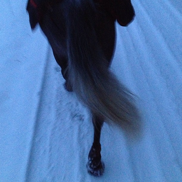 Darwin får gå ut i snön och jogga.